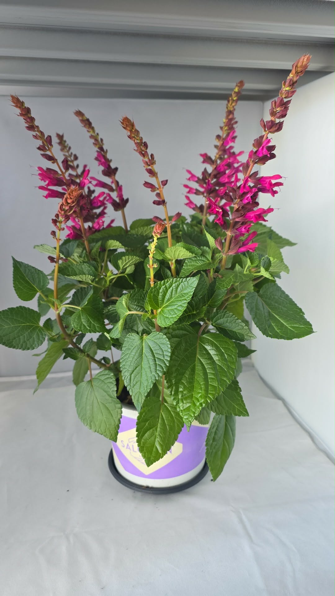 Salvia k19